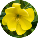 Ingredient image evening_primrose