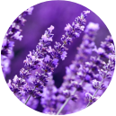 Ingredient image lavender