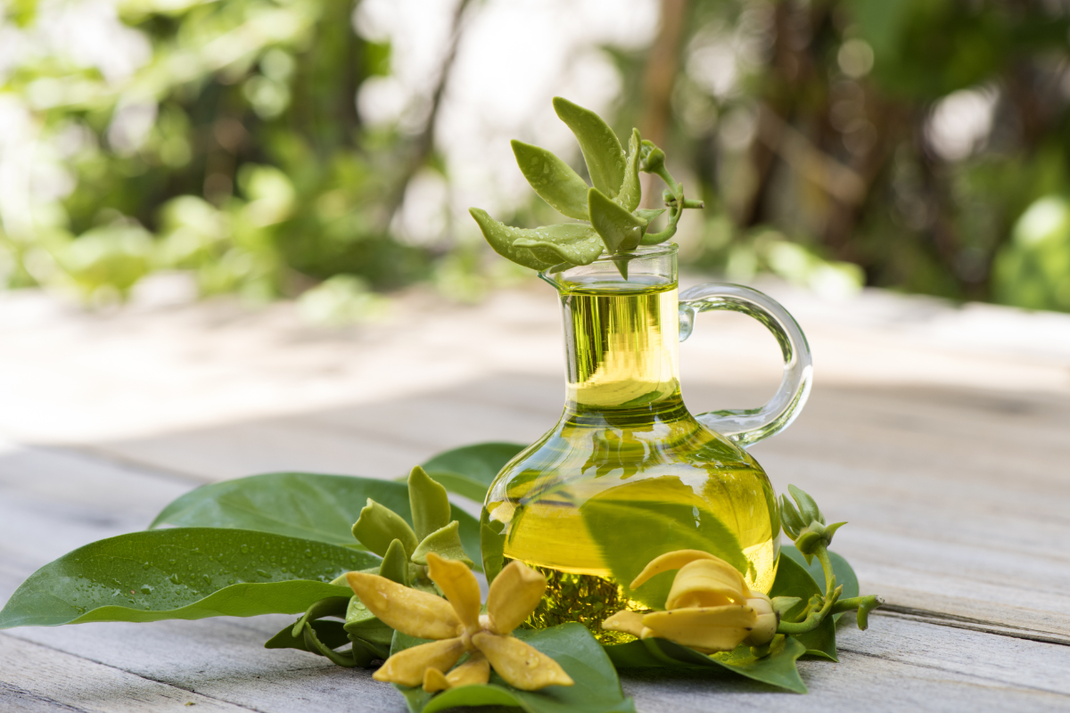 Slideshow image of ylang ylang