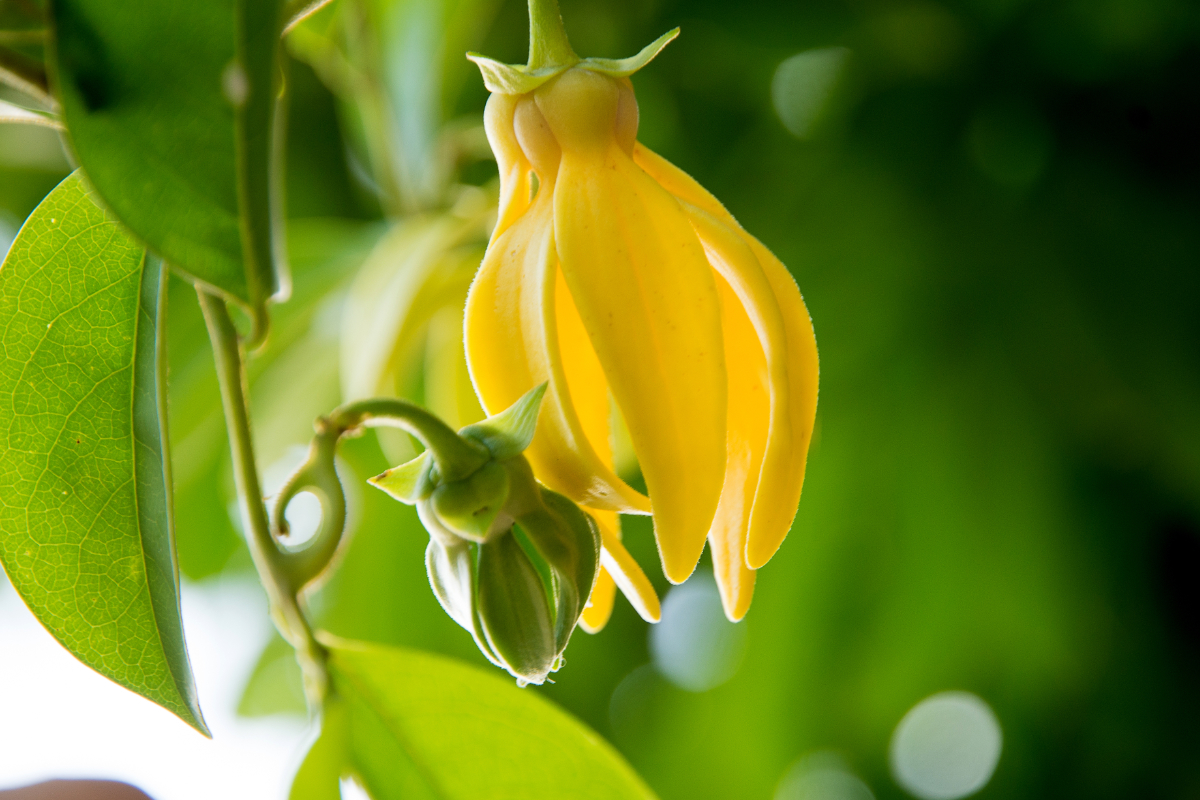 Slideshow image of ylang ylang2